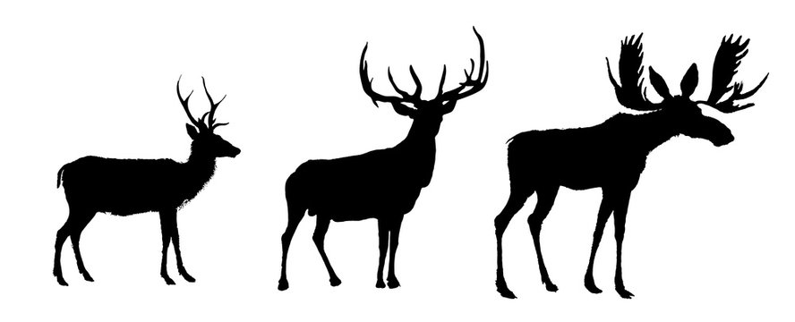 Deers and moose vector image