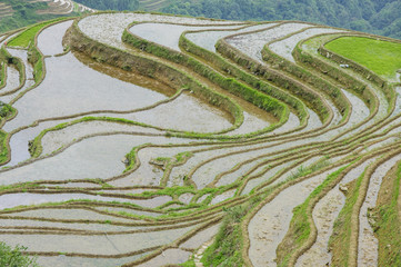 The beautiful terrace fields scenery in spring