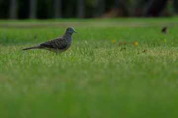 bird in the grass