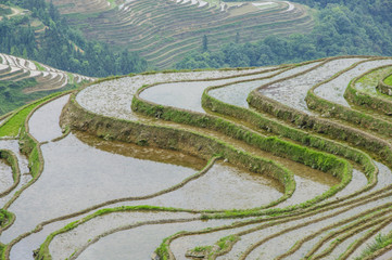 The beautiful terrace fields scenery in spring