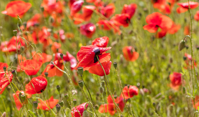 Fototapeta premium mohnblumen