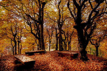 autumn landscape with vivid colors