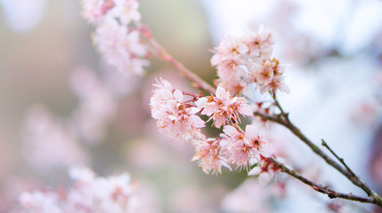 Pink cherry blossoms and branches on blur background