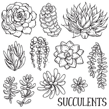 Featured image of post Succulent Outline Clipart Unique succulent posters designed and sold by artists