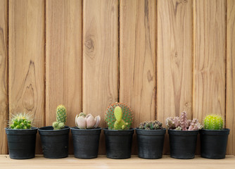 Cactus on plank and wooden background.