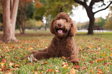 Labradoodle Laying in Autumn Leaves