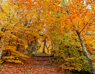 Fototapeta na wymiar autumn landscape with vivid colors