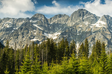 Old forest with high peaks in background in summer, Tatra mounta