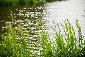 forest lake