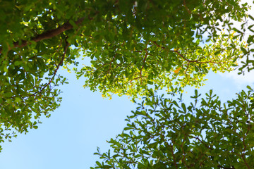 Green leaves