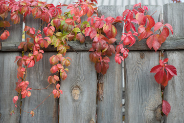 Colorful autumnal red grape leaves on top of wood fence.