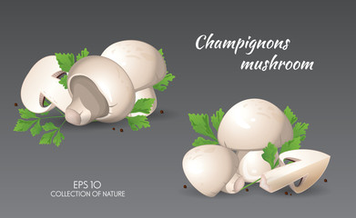 Mushroom. Champignons