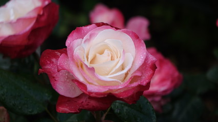 Rosa Rosen, - Weiblichkeit und steht für Eleganz und Raffinesse