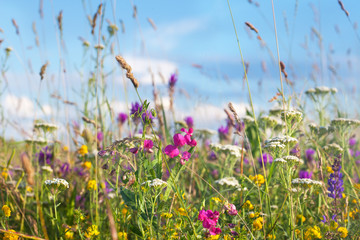 Wild flowers meadow with sky in background - obrazy, fototapety, plakaty