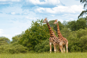 Fototapeta premium giraffe couple outdoors