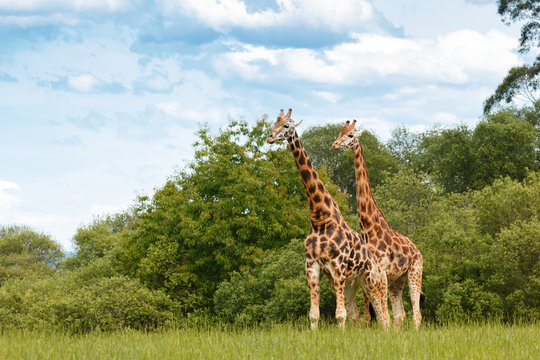 giraffe couple outdoors