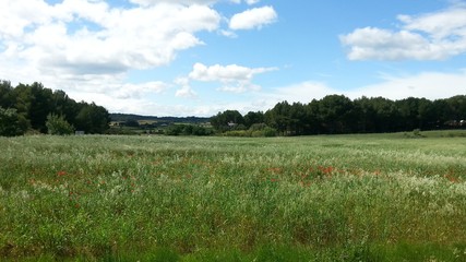 Blumenwiese im Sommer