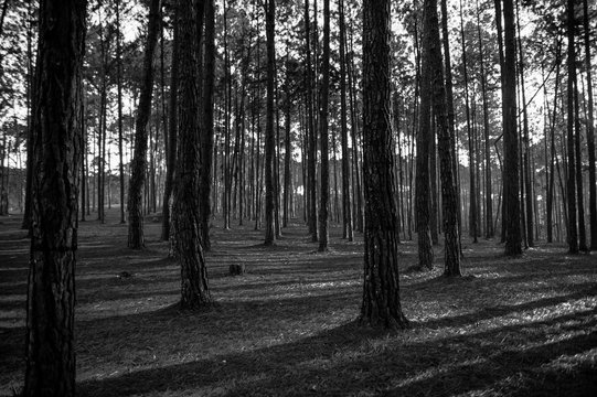 Fototapeta Pine forest black and white background. 