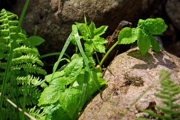 Fougère et feuillages vert tendre au printemps dans la montagne corse