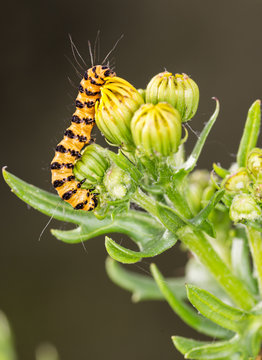Tyria jacobaeae