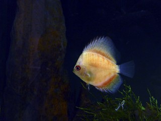 PEZ NARANJA