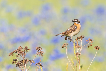 Ein Braunkehlchen (Saxicola rubetra) vor einem Feld mit blauen Kornblumen (Centaurea cyanus) mit Futter im Schnabel zur Fütterung der Jungen