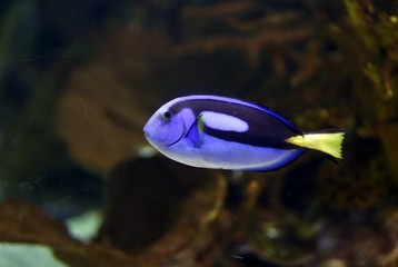 PEZ AZUL