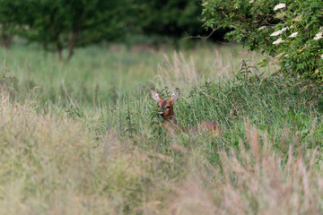 Ein Reh (Capreolus capreolus) versteckt sich im hohen Gras und sichert die Umgebung