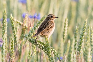 Ein Braunkehlchen (Saxicola rubetra) in einem Getreidefeld mit Weizen und Kornblumen