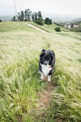 Naklejka na ściany i meble A border collie mix climbs a pasture trail with an urban background in the distance.