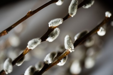 Close up of side lit pussy willow stems create a natural abstract.