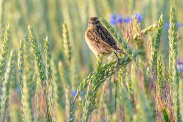 Ein Braunkehlchen (Saxicola rubetra) in einem Getreidefeld mit Weizen und Kornblumen