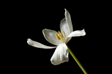 An old open white tulip on a black background.