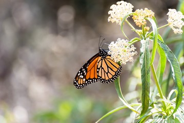 Monarch butterfly collects nectar from a flowering plant.