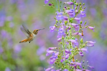 Hummingbird in flight in a field of green and purple.