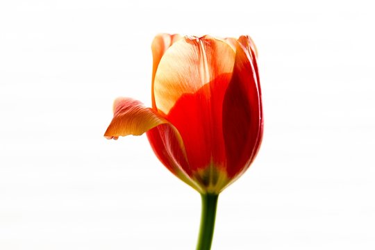 A single  aging orange tulip with light from behind and a folded fading petal on a white background.