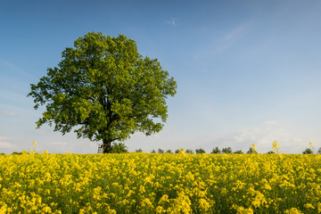 Die alte Eiche mit Hochstand im blühenden Rapsfeld