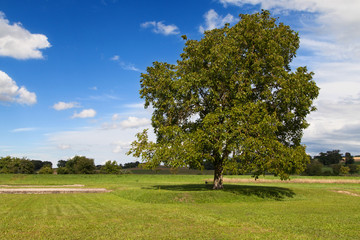 Lone Tree on a Meadow in Vaud