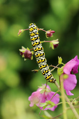 Raupe des Königskerzen-Mönch