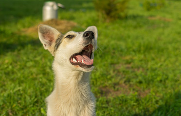 Obraz premium Outdoor portrait of adorable mixed breed young dog looking up