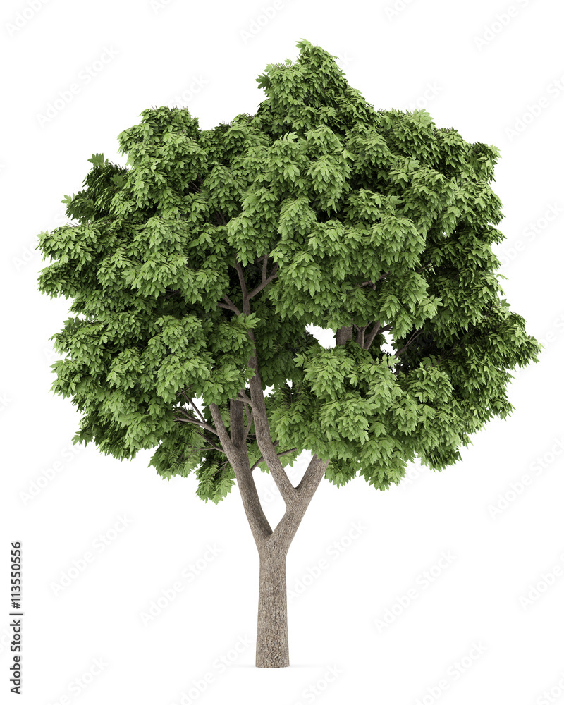 Wall mural sycamore maple tree isolated on white background