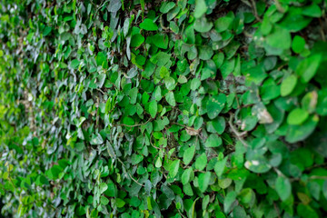 Asia Green leaves on the wall background texture (Selective focus)