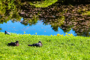 Pigeons resting on green grass beside the lake in the Park