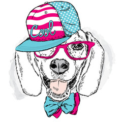 Funny dog wearing a cap and sunglasses . Vector  for a card or poster . Prints on the clothes or accessories . Cool dog .
