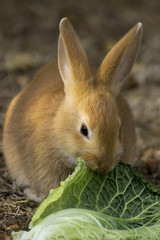 cute rabbit eating cabbage