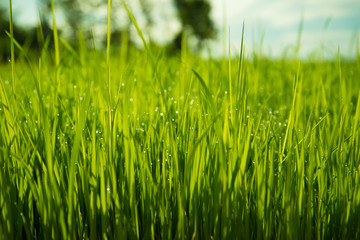 Blurred of field in morning time, Close up of young rice field with raindrops on leaf in morning sunrise, Warm tone.