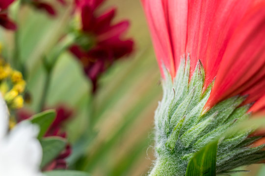 bouquet de gerberas