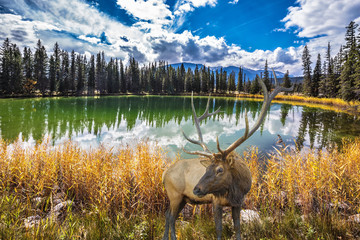 Great horned deer stands on the shore of lake
