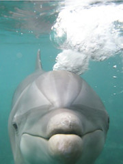 Curious Dolphin