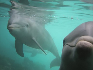 Fototapety  Ciekawski delfin